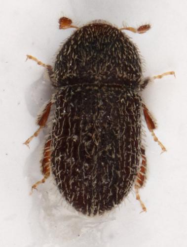 Hypoborus ficus